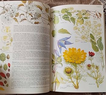 Amazon.co.jp: レア洋書 大型本 イギリスと北ヨーロッパの植物